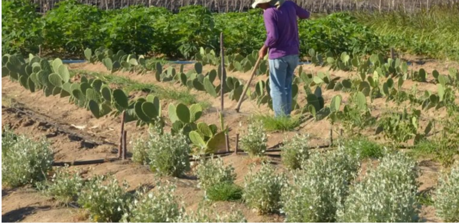 Incra cria novo assentamento da reforma agrária com 2,5 mil hectares em Nova Guarita