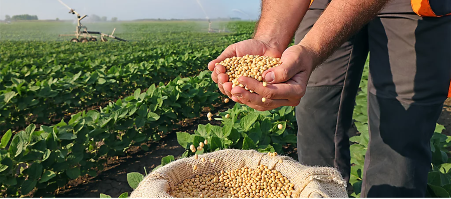 Safra de soja em MT supera desafios climáticos e chega a 51,56 milhões t