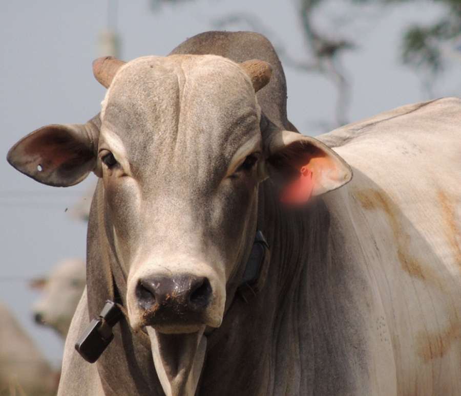 Oferta ainda restrita garante sustentação a preços da arroba do boi pelo Brasil
