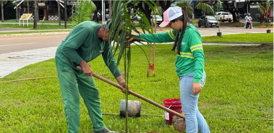 TCE fixa prazo para Estado e municípios de Mato Grosso definirem plano para arborização