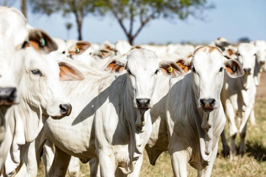 Mato Grosso registra maior abate bovino da história para um primeiro semestre